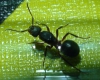 reina formica?
