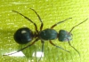 reina formica?