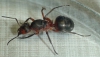 Formica reina ?