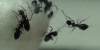 obreras de qu� especie-'