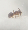 ix lasius2