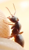 ix rossomyrmex?_1