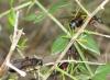 Reina camponotus cruentatus?