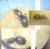 hormiga sin identificar,ayuda