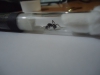 AYUDA �ES REINA DE ACROMYRMEX?