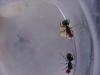 mis camponotus misteriosas