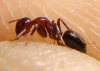 ix julio2011