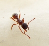 ix myrmica_2