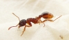 ix myrmica_3