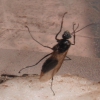 hormiga?