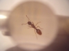 Reina sin identificar 4