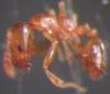 monomorium sp?�