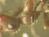 formica sp¿?
