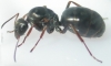 ReinaPortoceloA2_130609