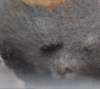 hormigas en agalla