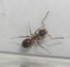 Hormigas de mi terraza