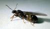 lasius