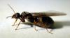 lasius2
