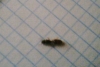 TETRAMORIUM 3