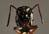 frontal
