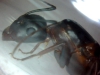 Desconocida25