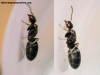 Dorymyrmex?