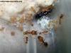 Pheidole x 27 Jul 17 Doly_1