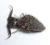 Insecto raro