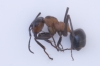 Formica sp.