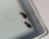 Hormigas Canarias