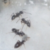 Fuliginosus Prole