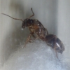 Fuliginosus Lateral 2