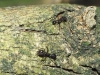 Acromyrmex de Argentina (2)