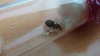hormiga_3_frienax