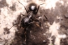 forrestcamponotus
