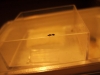 �Temnothorax o Tetramorium?