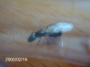 Reina sin identificar