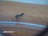 Obrera desconocida