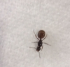 identificar
