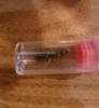 Reina Camponotus
