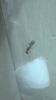 Ayuda a identificar reina