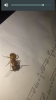Ayuda hormiga con abdomen amarillo