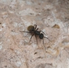 Camponotus