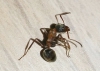 Formica rufibarbis ??