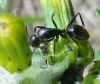 Ayuda id