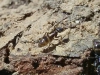 a identificar