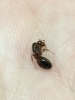 Posible solenopsis