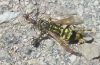 a identificar