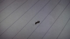 Reina sin identificar