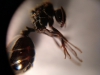 Reina sin identificar 4